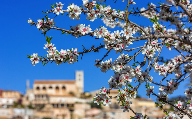 Mandelblütenzeit im Dorf Selva auf Mallorca