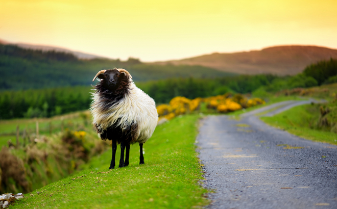 Schafe grasen auf den grünen Weiden Irlands