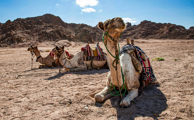 Kamele in Ägypten